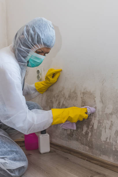 Best Mold Documentation for Insurance Claims  in Skiato, OK