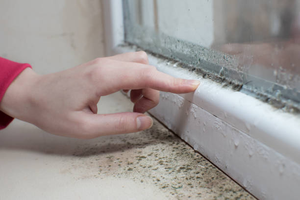  Skiato, OK Mold Removal Pros
