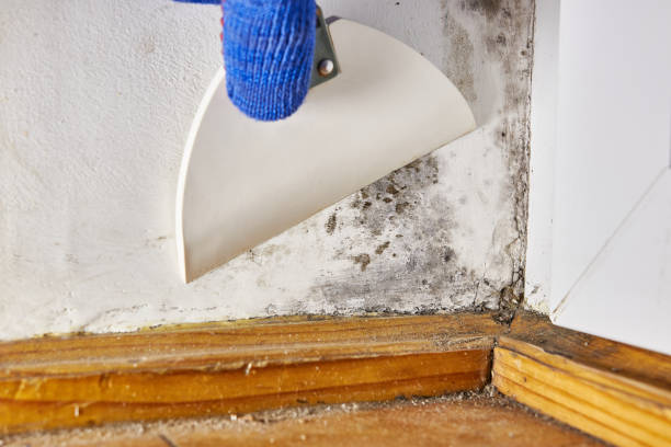 Best Residential Mold Inspection & Testing  in Skiato, OK
